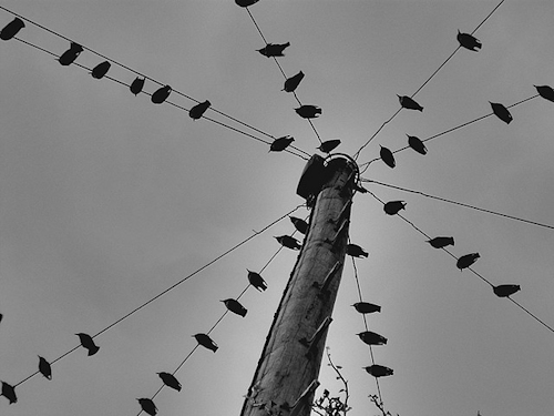 Starlings on a wire 500px from Paranoid Black Jack on Flickr